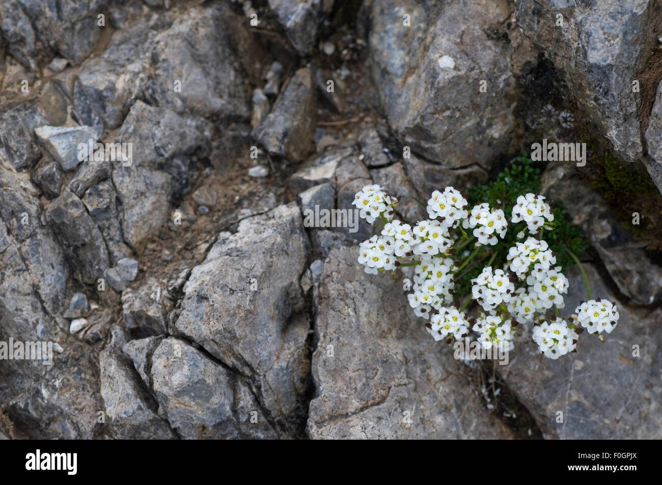 (Pritzelago alpina alpina)flowering on rocks, Liechtenstein, June 2009 Stock Photo