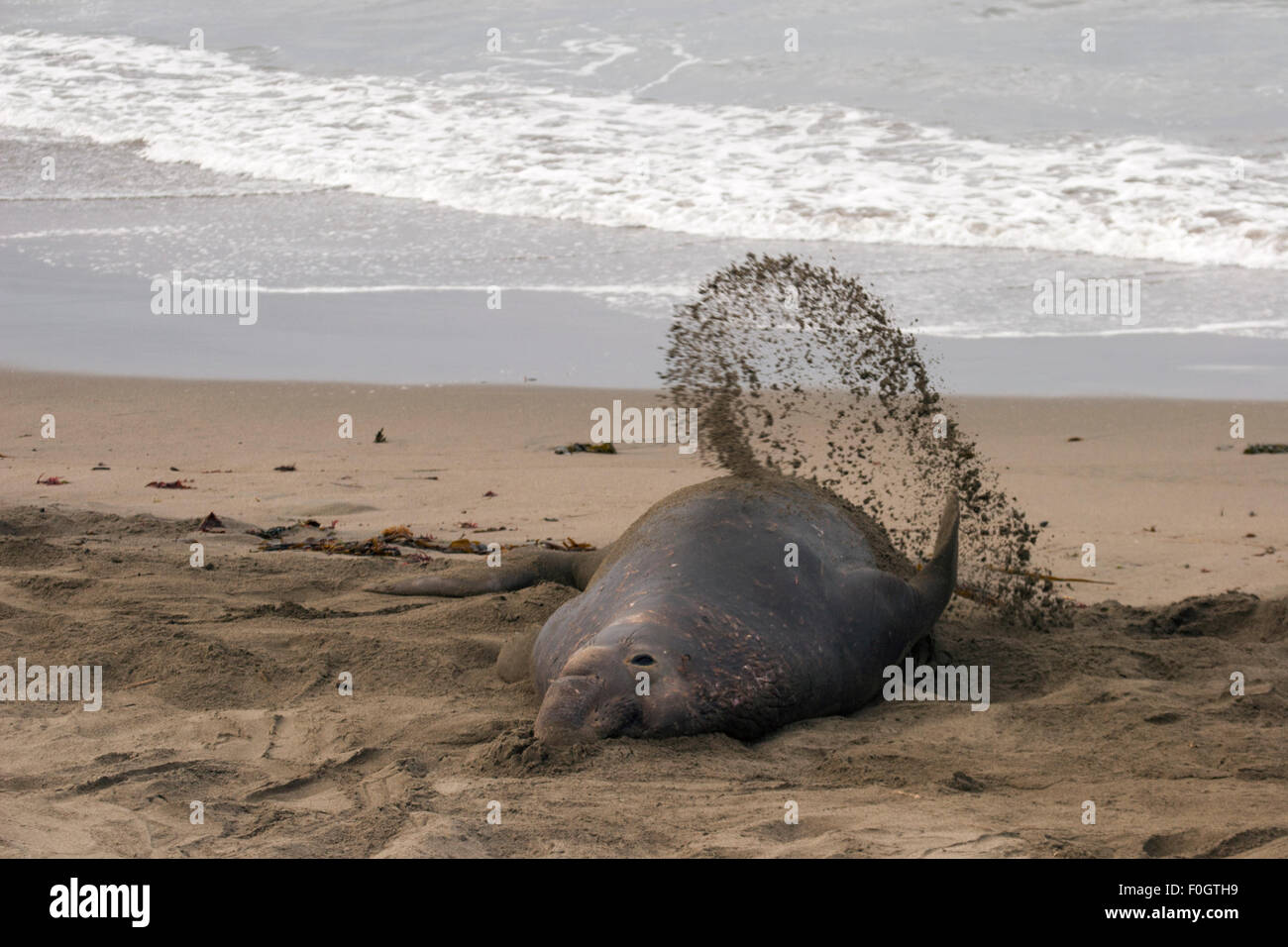 Male northern Elephant Seal flipping sand on the beach (Mirounga angustirostris Stock Photo Alamy