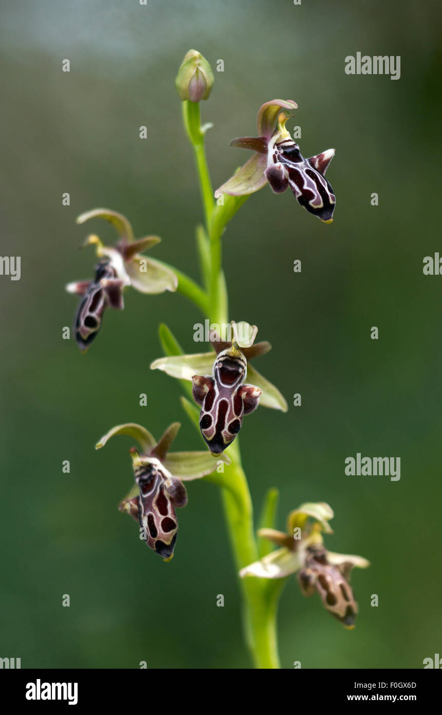 The endemic Cyprus bee orchid (Ophrys kotschyi) in flower, Hisarköy, Northern Cyprus, April 2009 Stock Photo