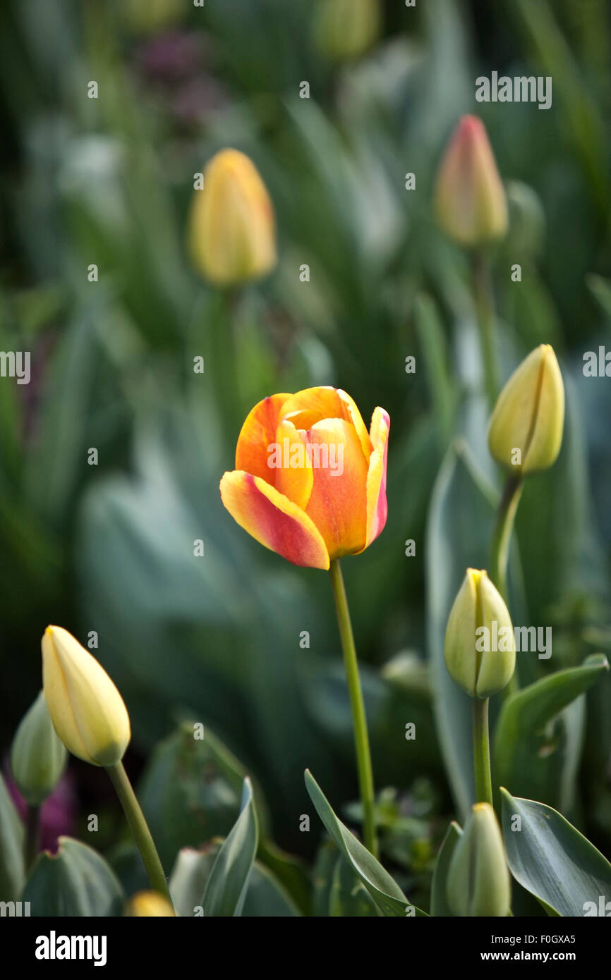 Tulips in a Garden Stock Photo - Alamy