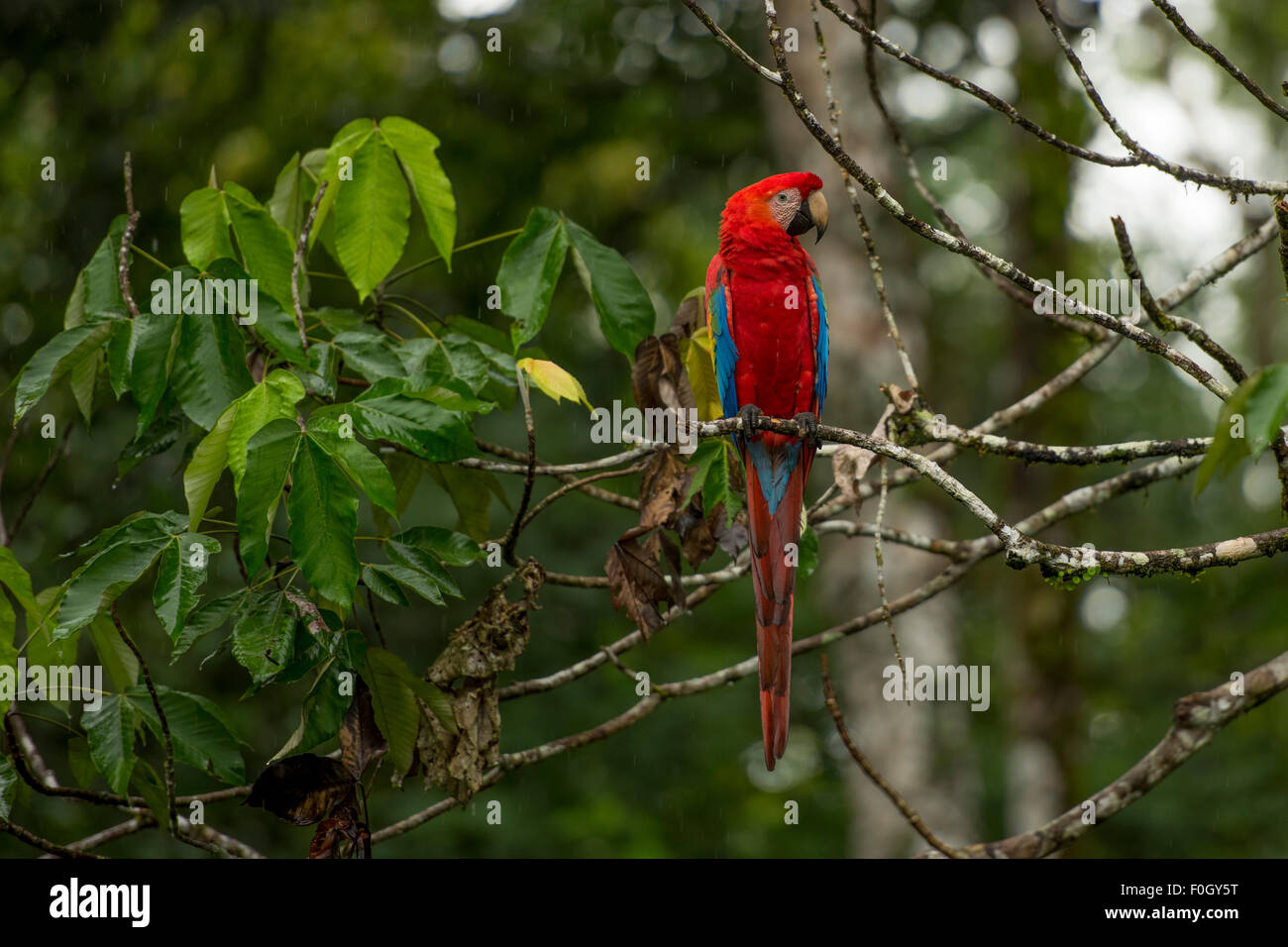 Scarlet macaw (Ara macao) Tambopata, Peruvian Amazon WILD Stock Photo
