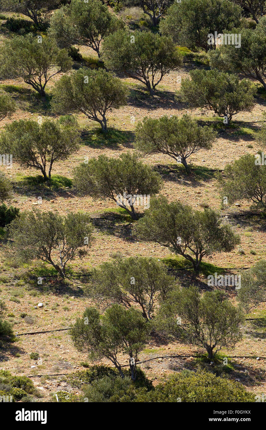 Olive trees (Olea europea) in dry landscape, Palekastro, Crete, Greece, April 2009 Stock Photo