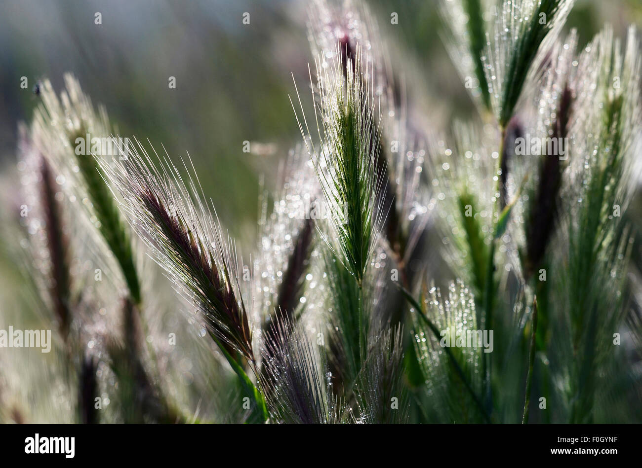 Barley grass (Hordeum leporinum) Elounda, Crete, Greece, April 2009 Stock Photo