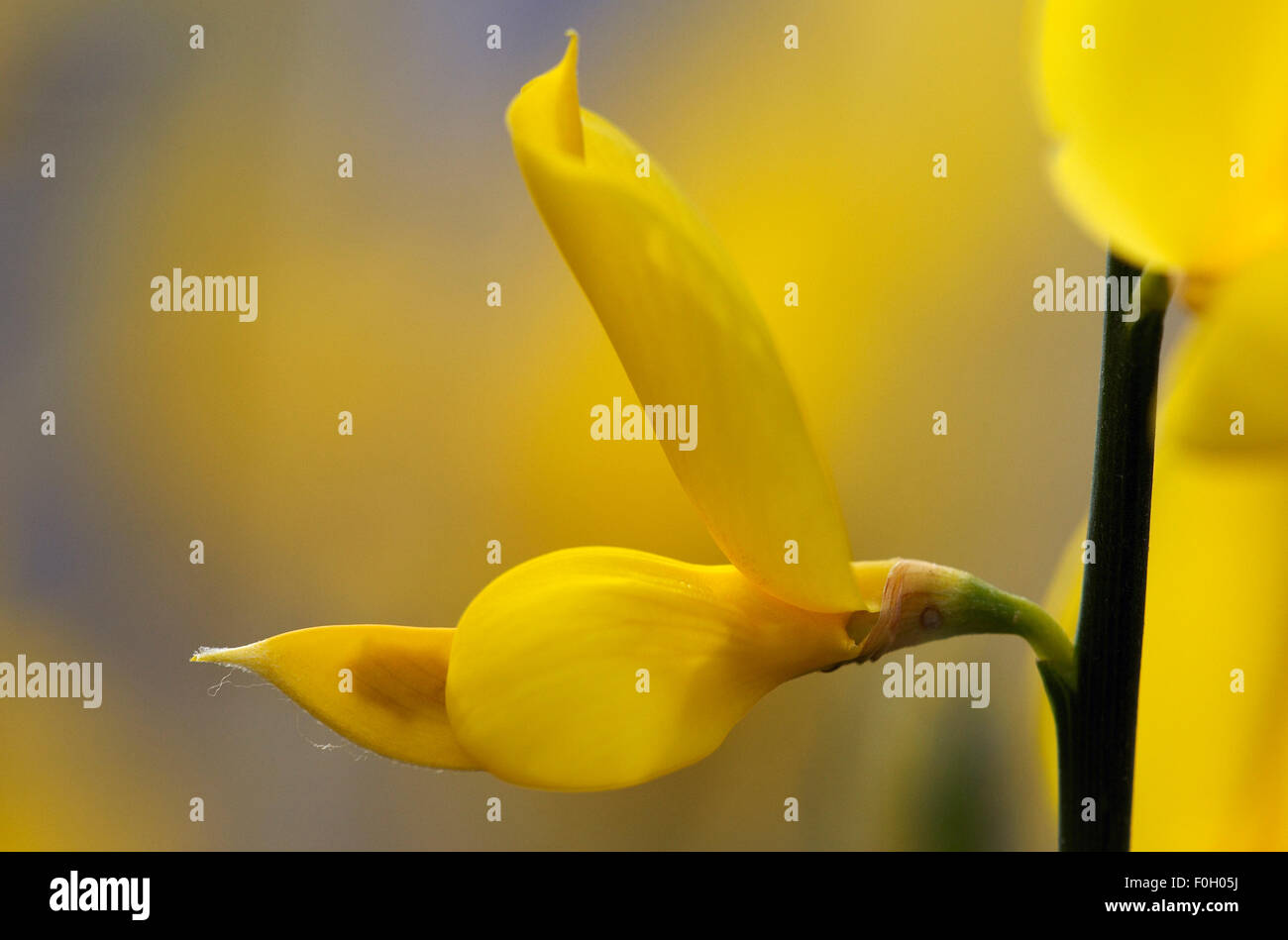 Spanish broom (Spartium junceum) close-up of flower, Sfaka, Crete, Greece, April 2009 Stock Photo