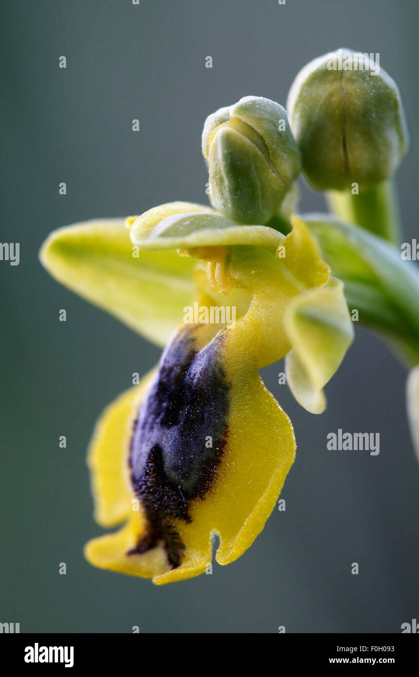 (Ophrys phryganae) flower, Spili, Crete, Greece, April 2009 Stock Photo