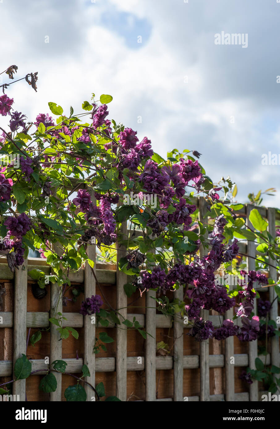 Purple clematis growing on a trellis Stock Photo Alamy