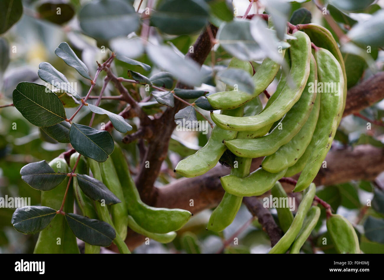 Carob tree ceratonia siliqua hires stock photography and images Alamy