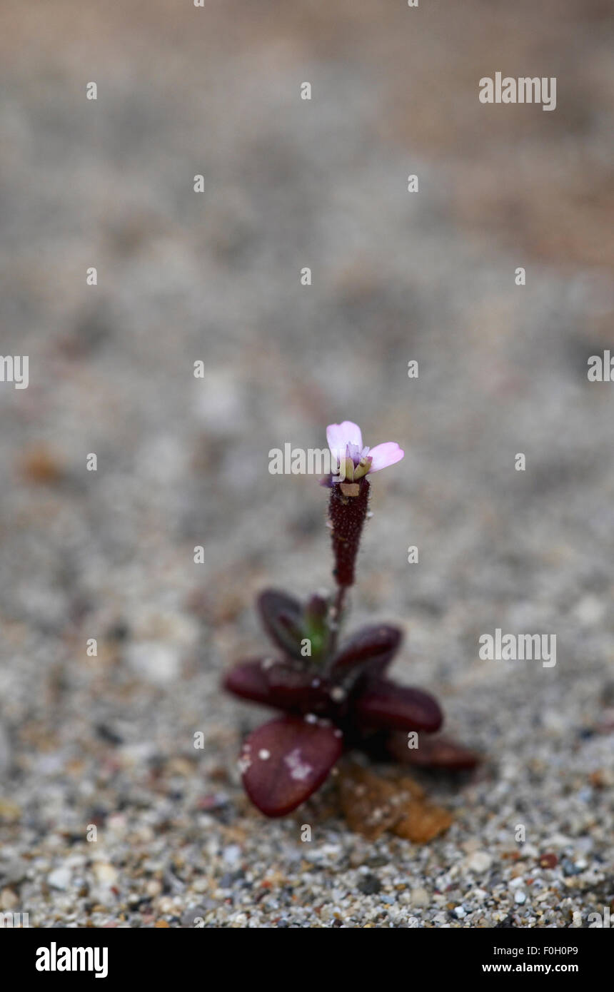 (Silene sedoides) in flower, Crete, Greece, April 2009 Stock Photo