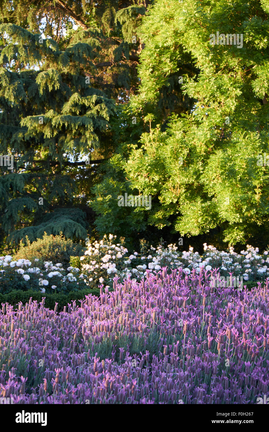 Lavender Gardens, Wagga Wagga NSW Australia Stock Photo