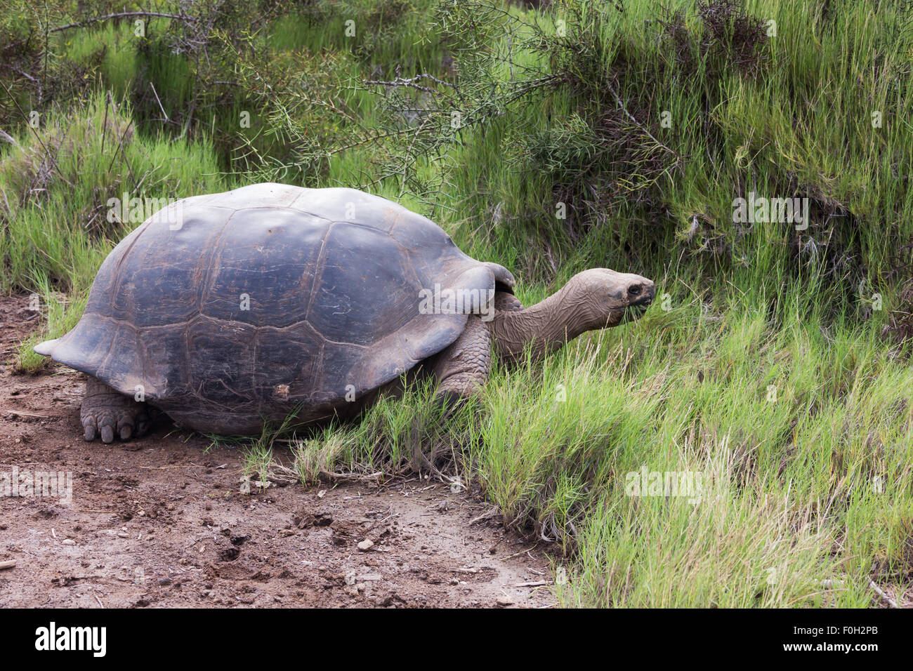 Galapagos tortoise with scratched shell eating grass Stock Photo