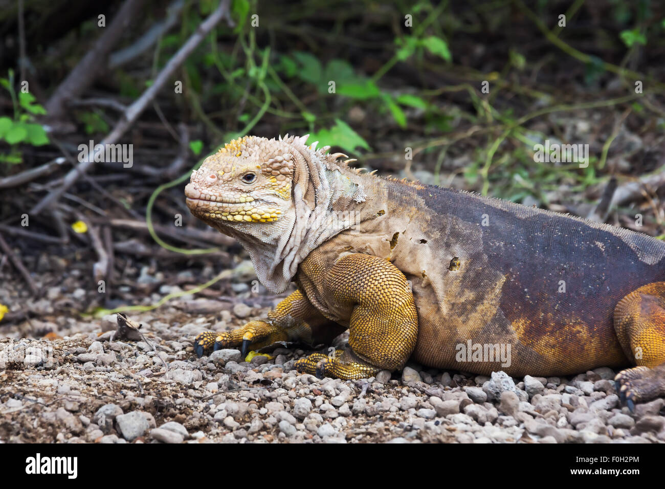 Land Iguana Shedding Skin Stock Photo - Alamy