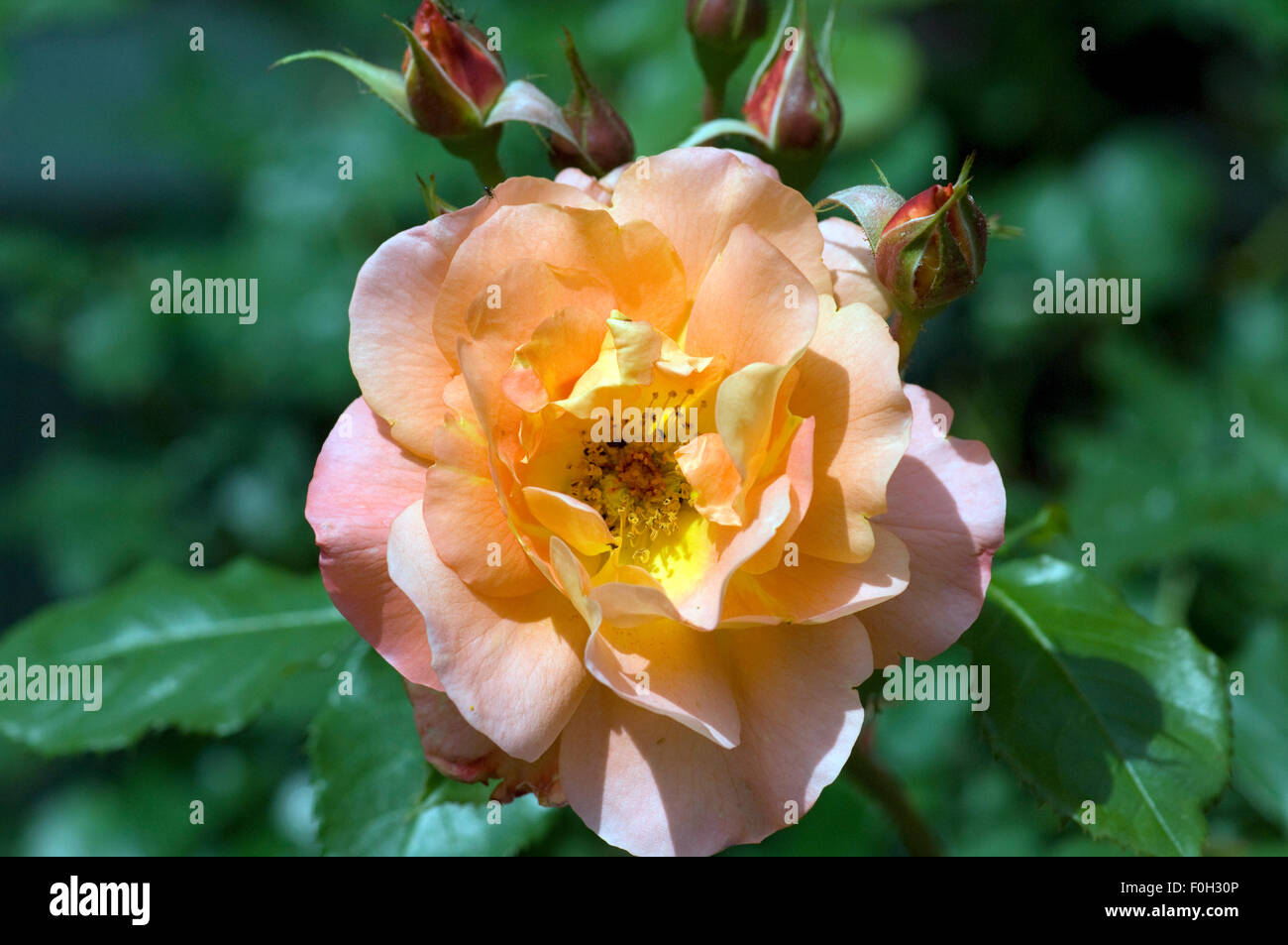 Westerland, Strauchrose, Gartenblume Stock Photo Alamy