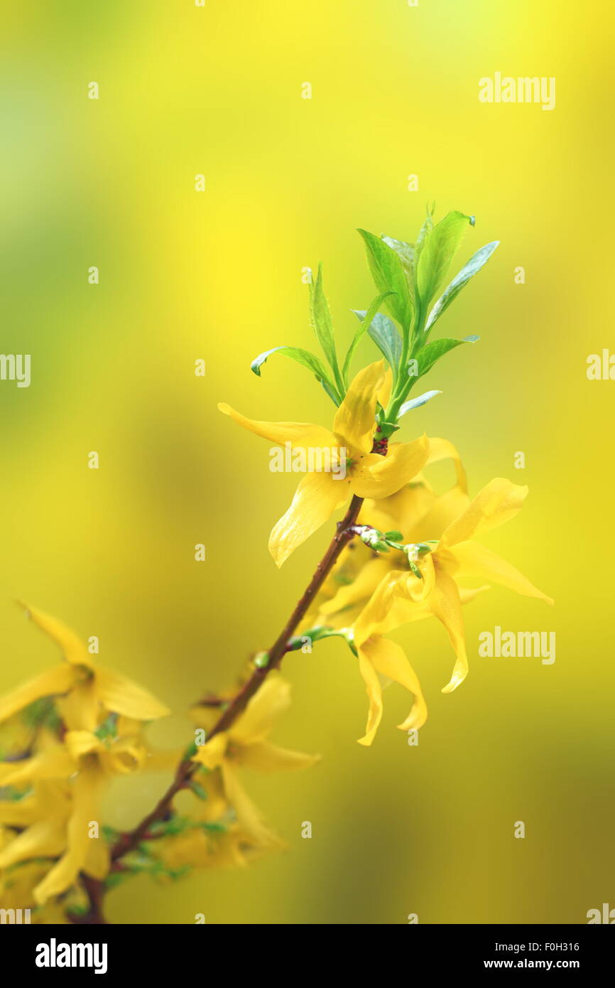beautiful yellow blossoms of forsythia on small twig over defocused background Stock Photo