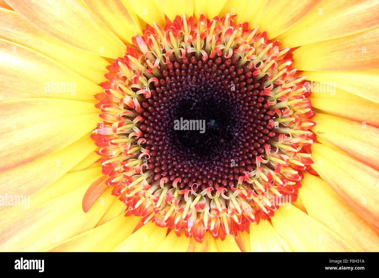 close up of heart of yellow flower Stock Photo