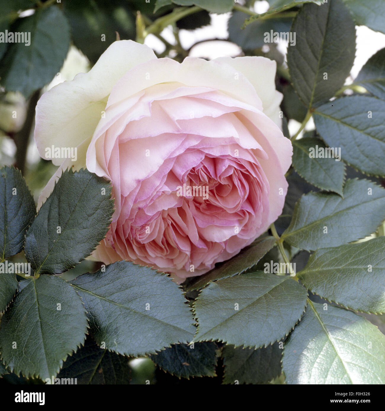 Strauchrose, Eden, Gartenblume, Alte rose, Jahr 1796 Stock Photo - Alamy