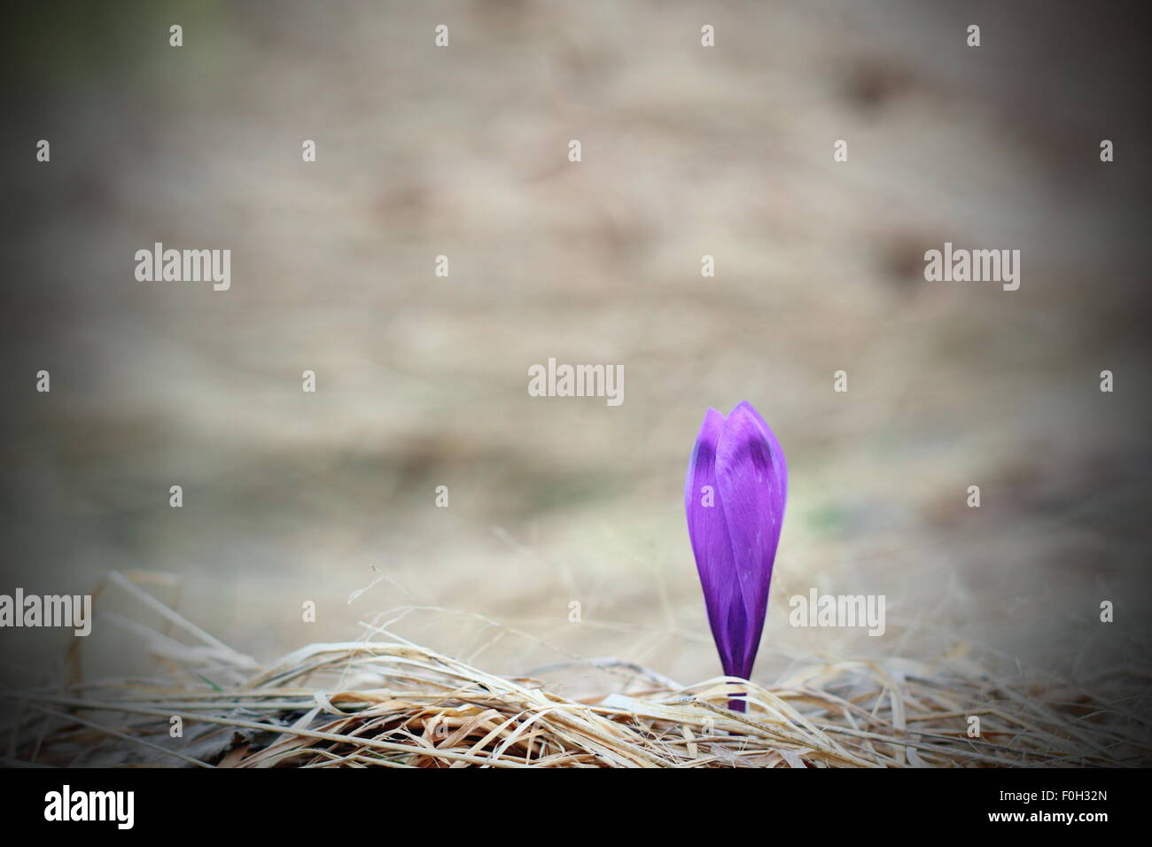 first sign of spring in the mountains - minimalist shot of a crocus sativus on faded grass from last year Stock Photo