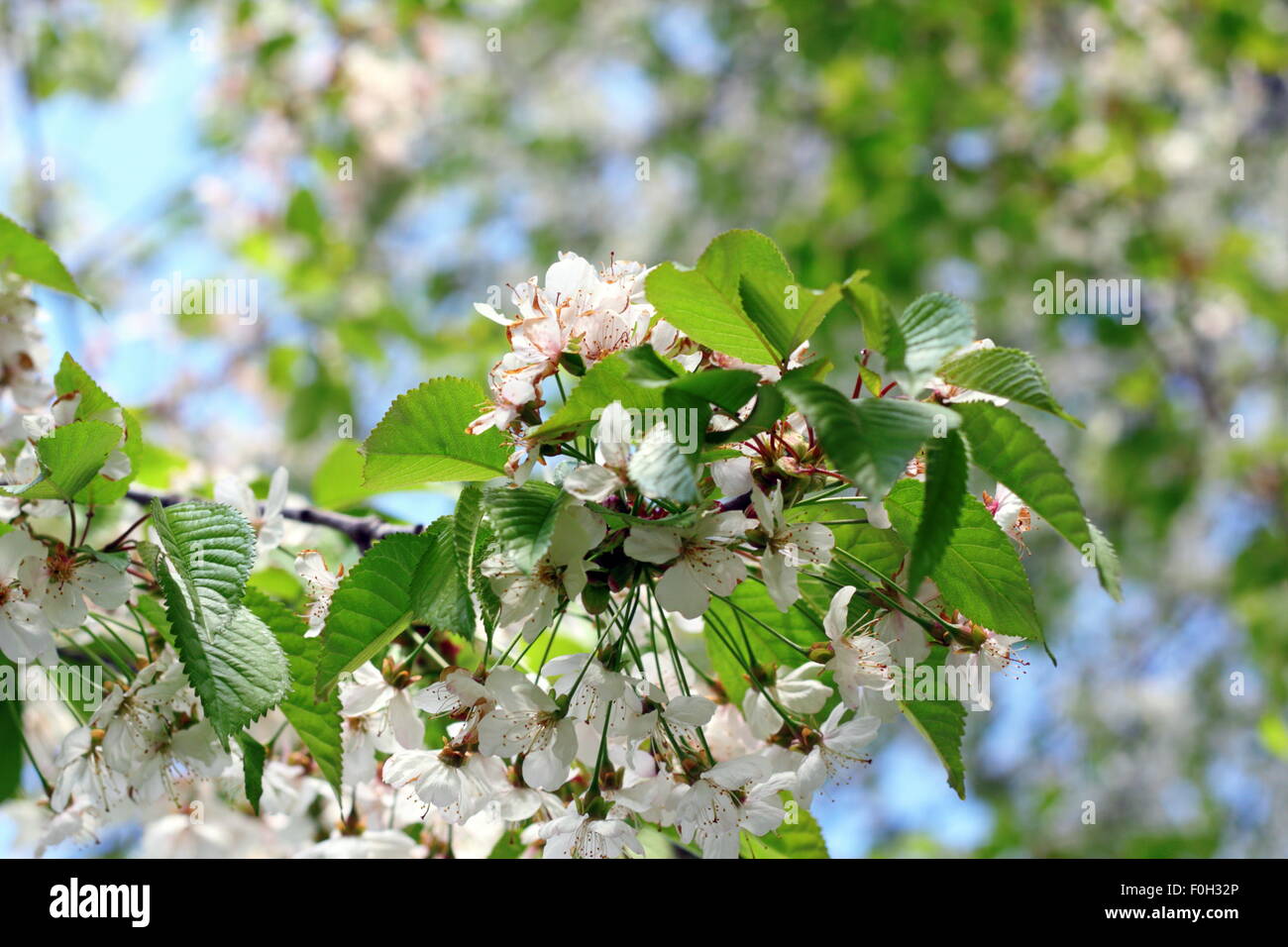 cherry tree white flowers in early spring Stock Photo Alamy