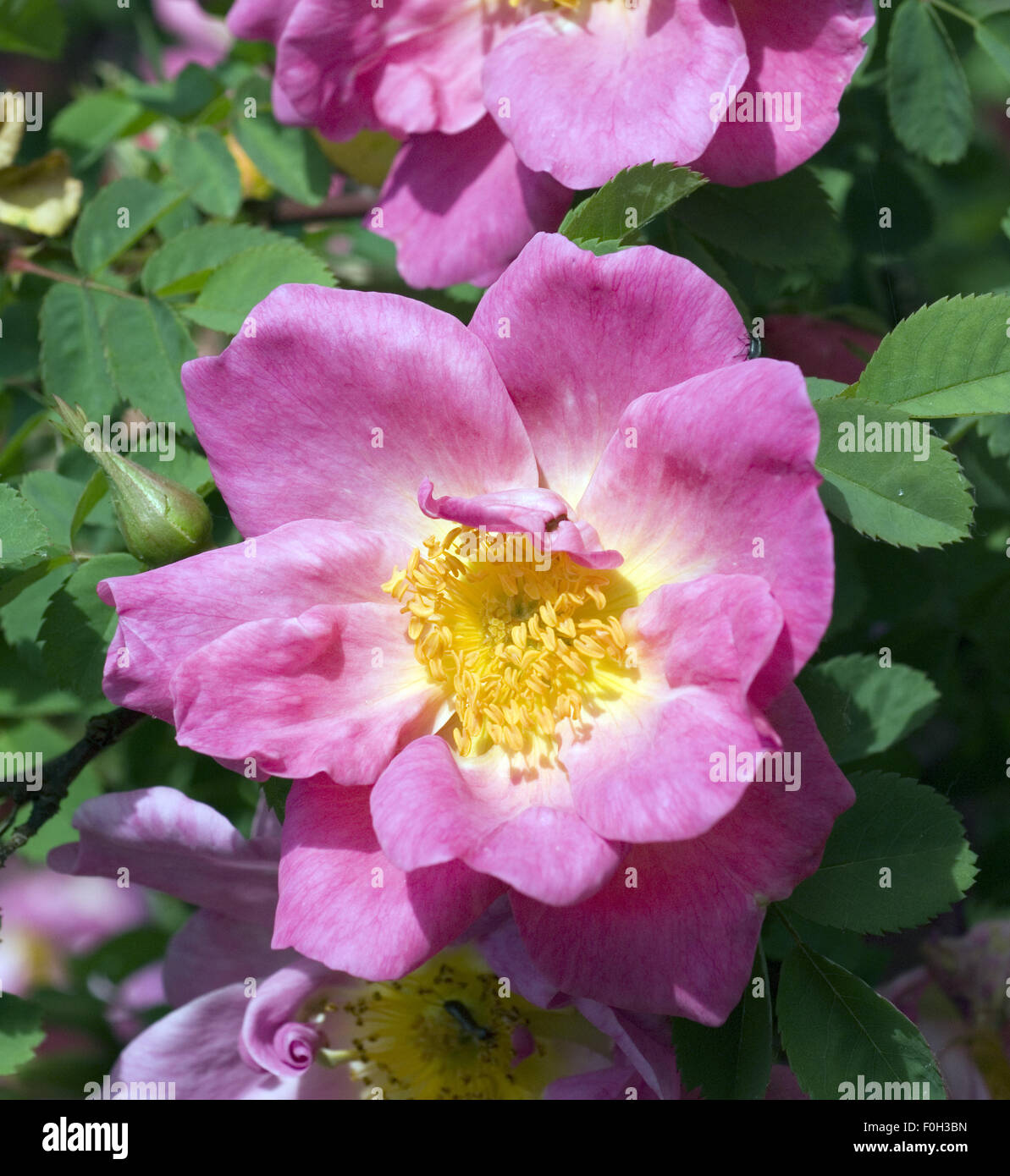 Tibetanische Bergrose; Rosa moyesii; Marguerite Hilling Stock Photo