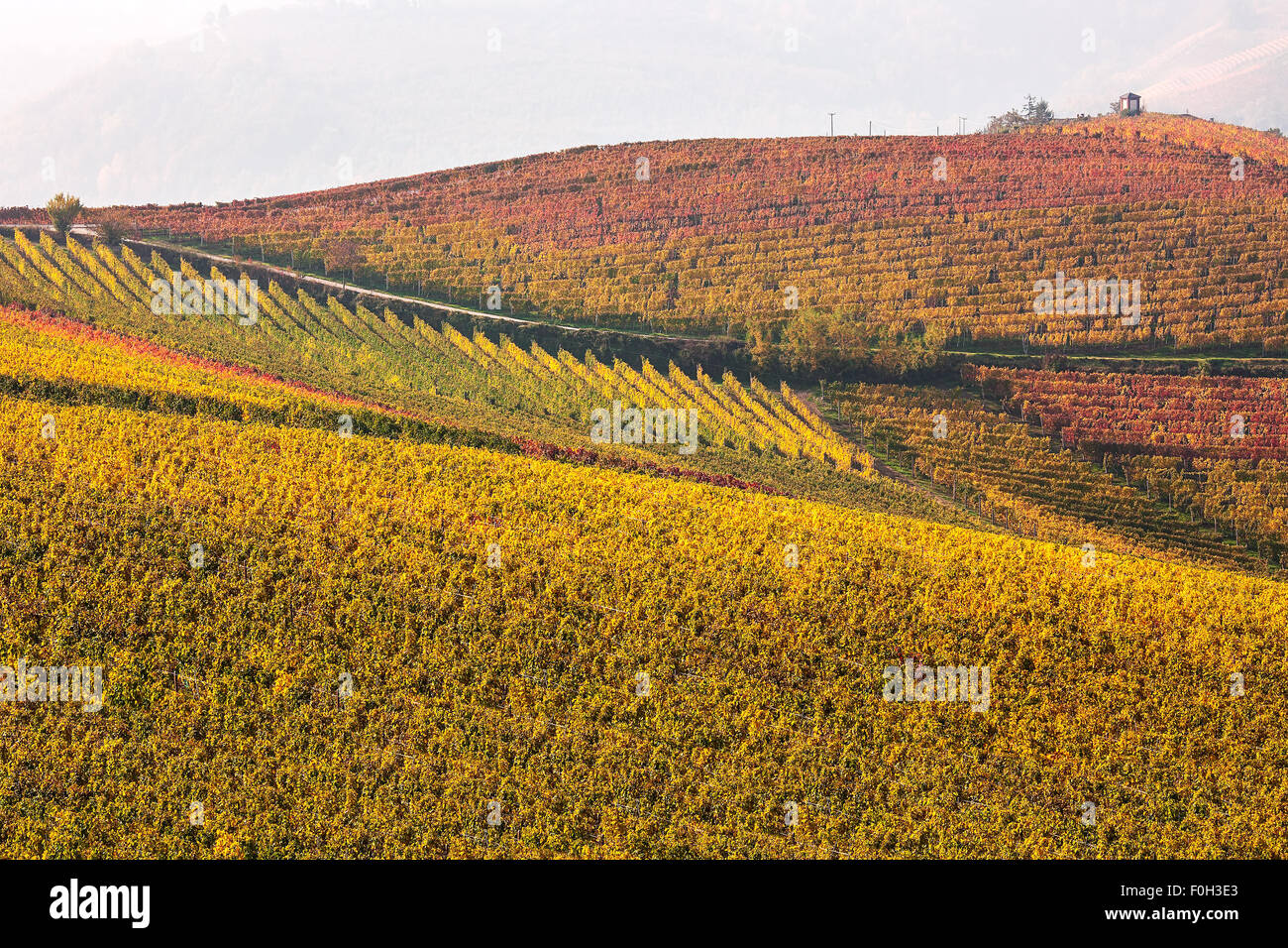 Colorful autumn vineyards on the hills of Piedmont, Northern Italy. Stock Photo