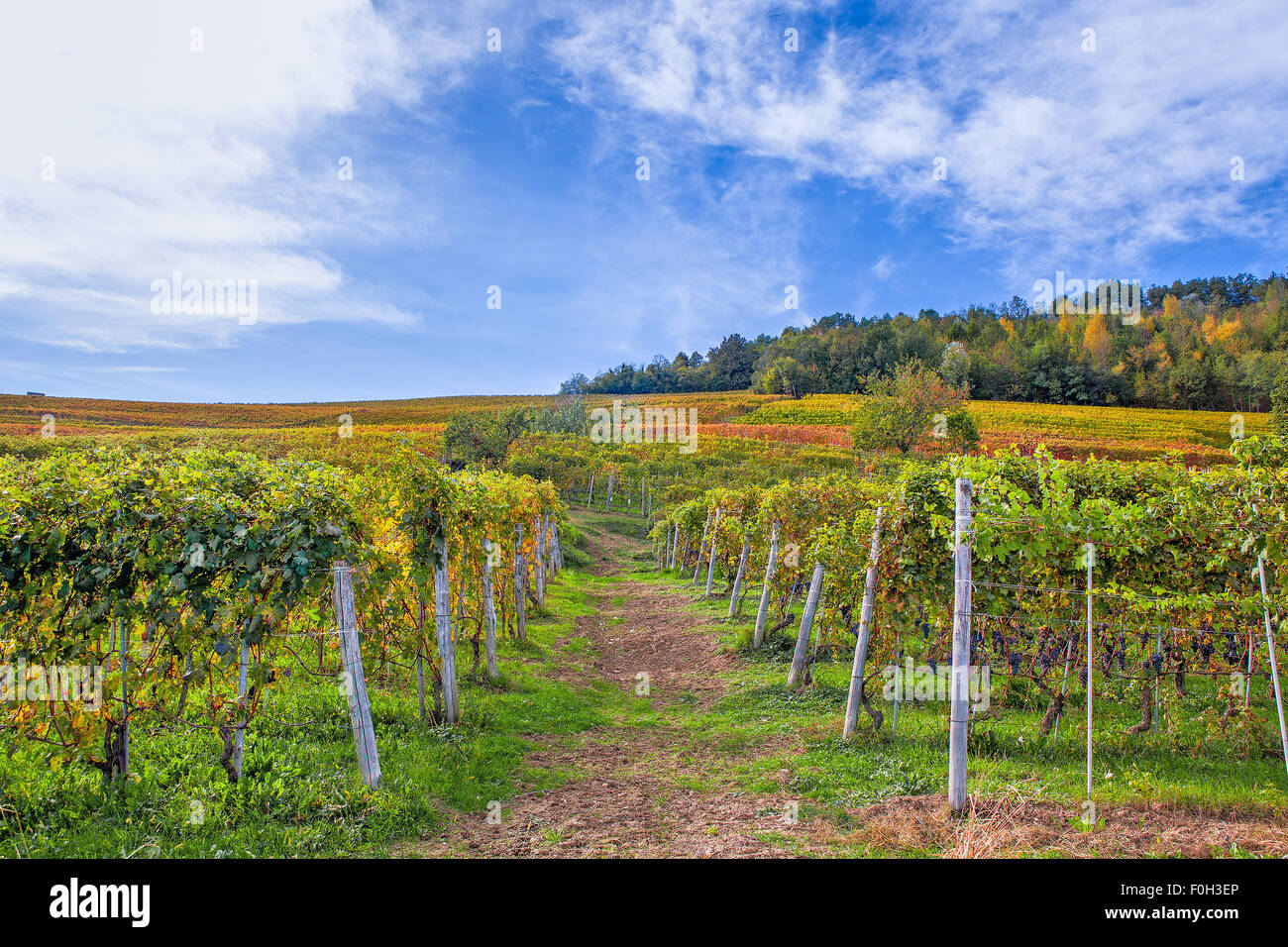Autumnal vineyards on the hills under beautiful sky in Piedmont, Northern Italy. Stock Photo