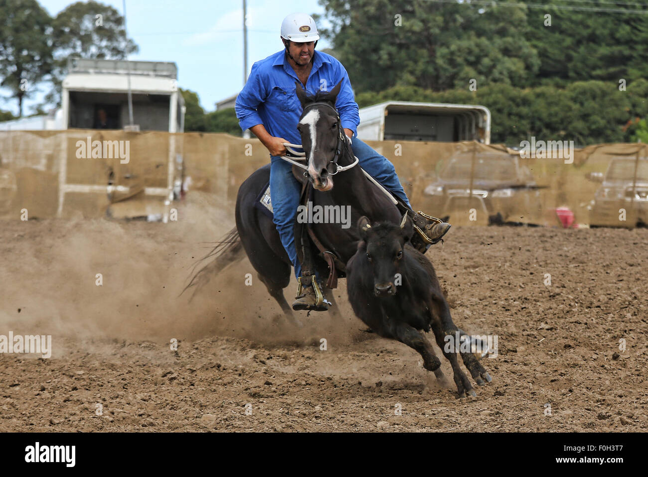 A competitor putting his Stock horse to the test chasing a heifer during a Campdraft Competition. Stock Photo