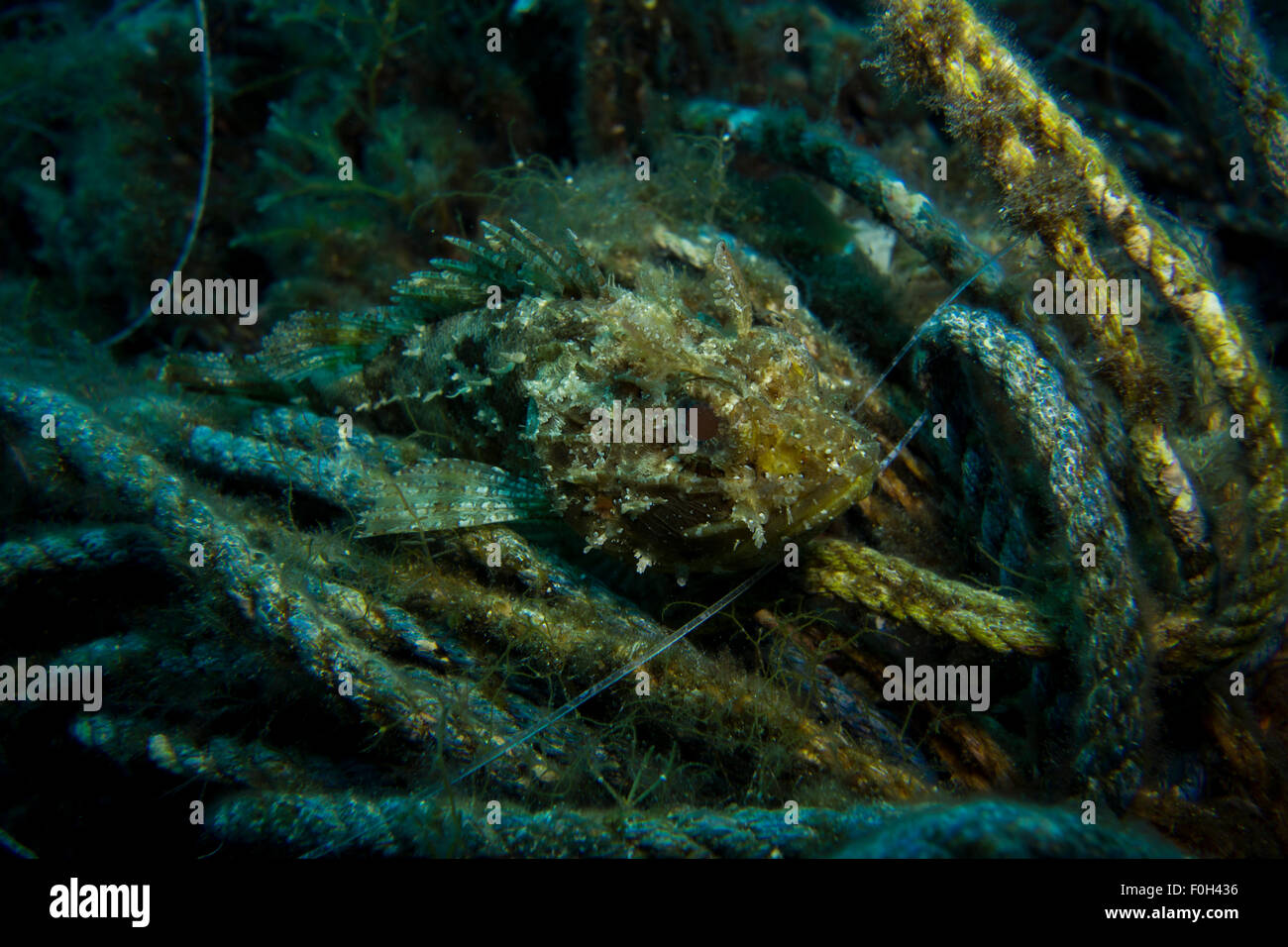 Dwarf Rockfish, Scorpaena notate, on algae covered fishing line in the Mediterranean Sea, Malta. Stock Photo