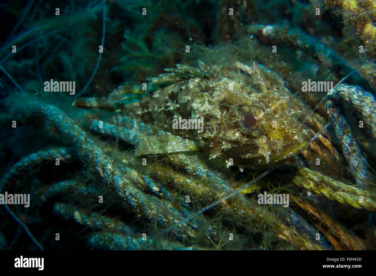 Dwarf Rockfish, Scorpaena notate, on algae covered fishing line in the Mediterranean Sea, Malta. Stock Photo