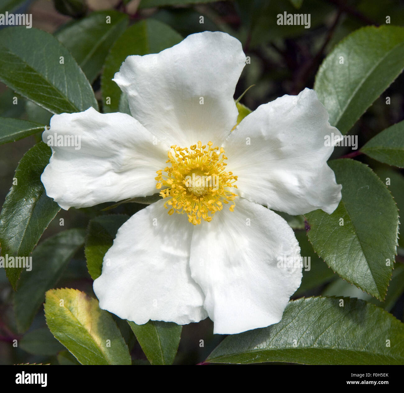 Cherokee-Rose; Rosa laevigata, Stock Photo