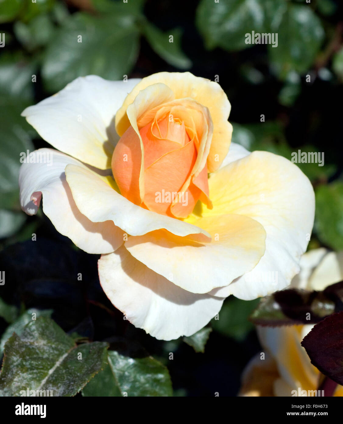 Gelb edelrose hi-res stock photography and images - Alamy