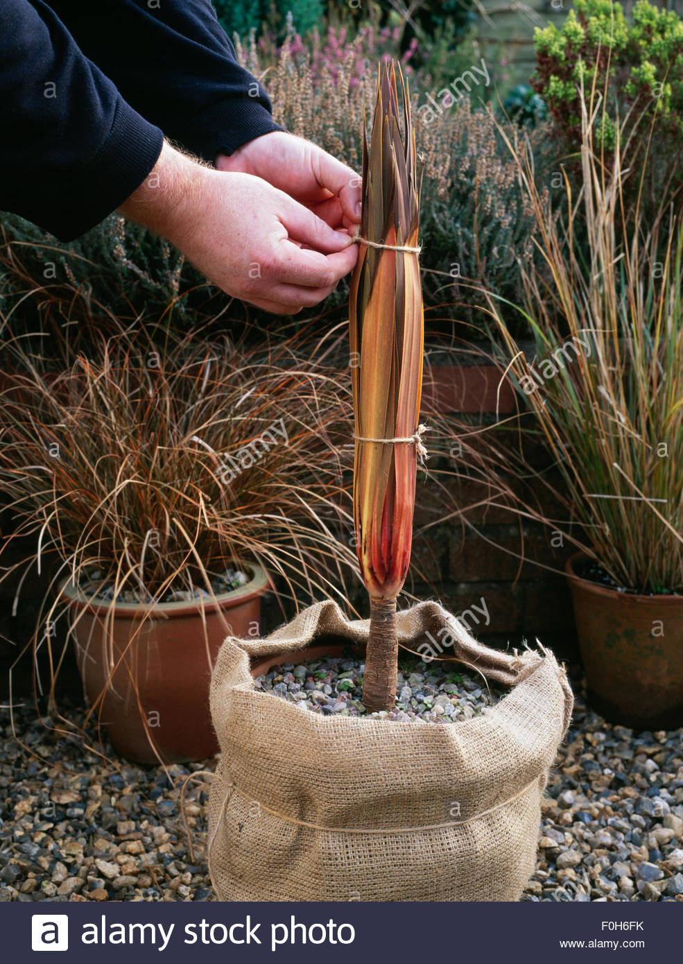Protecting Tender Plants High Resolution Stock Photography and Images