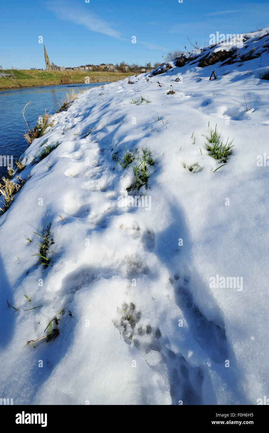 European river otter (Lutra lutra) tracks in snow by the River Tweed