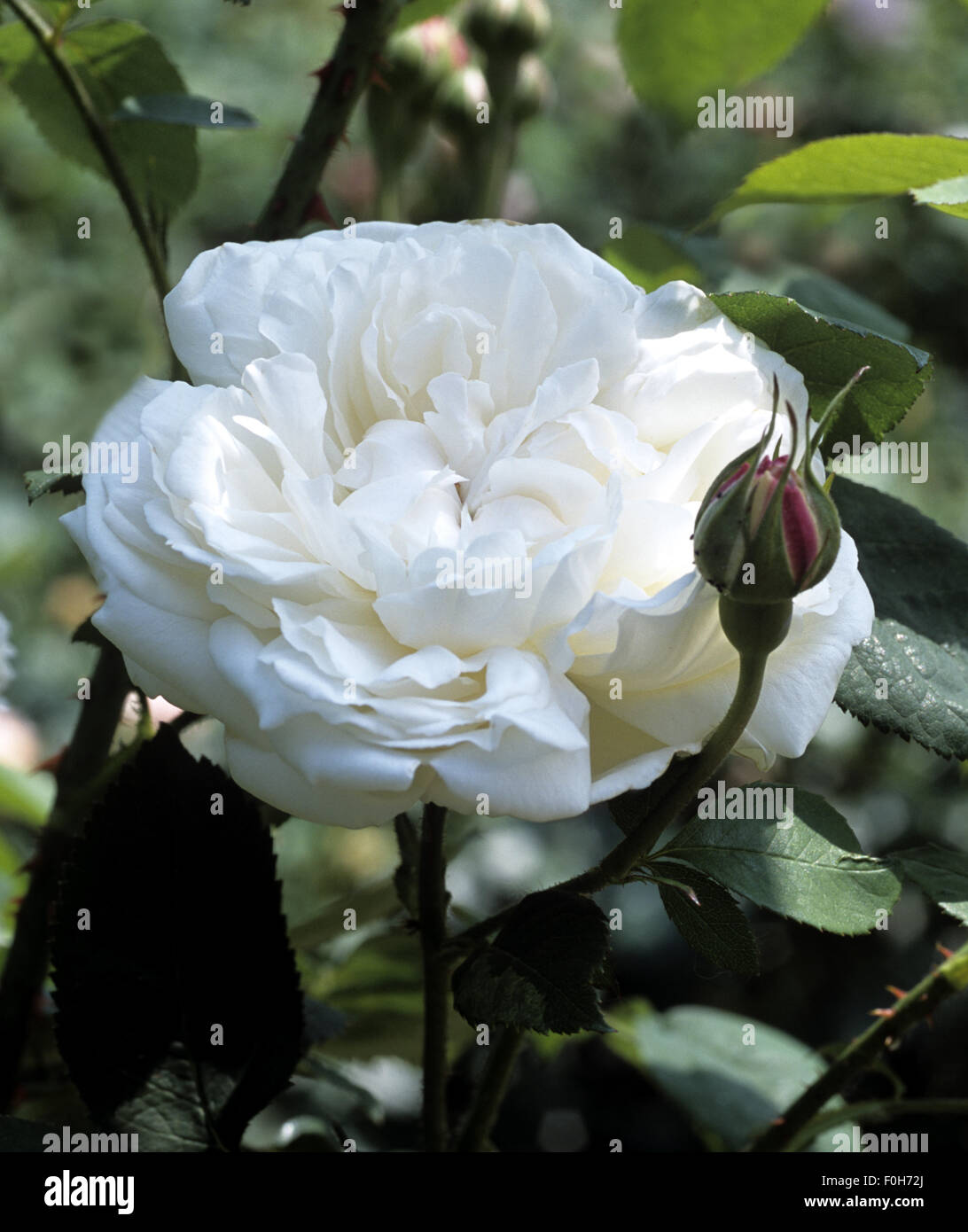 Winchester cathedral rose hi-res stock photography and images - Alamy