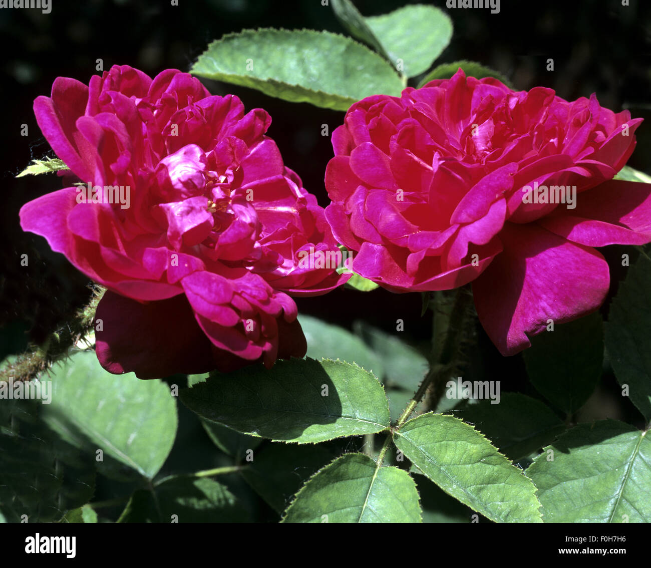 Moosrose hi-res stock photography and images - Alamy