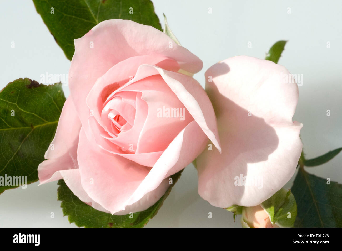 Rosa, Rose, Edelrose, Stock Photo
