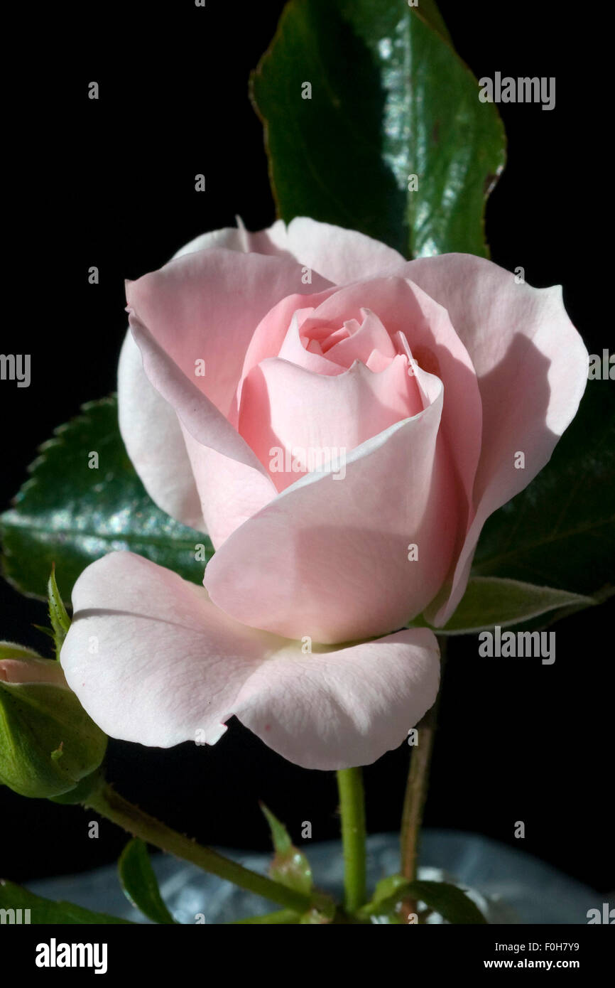 Rosa, Rose, Edelrose, Stock Photo