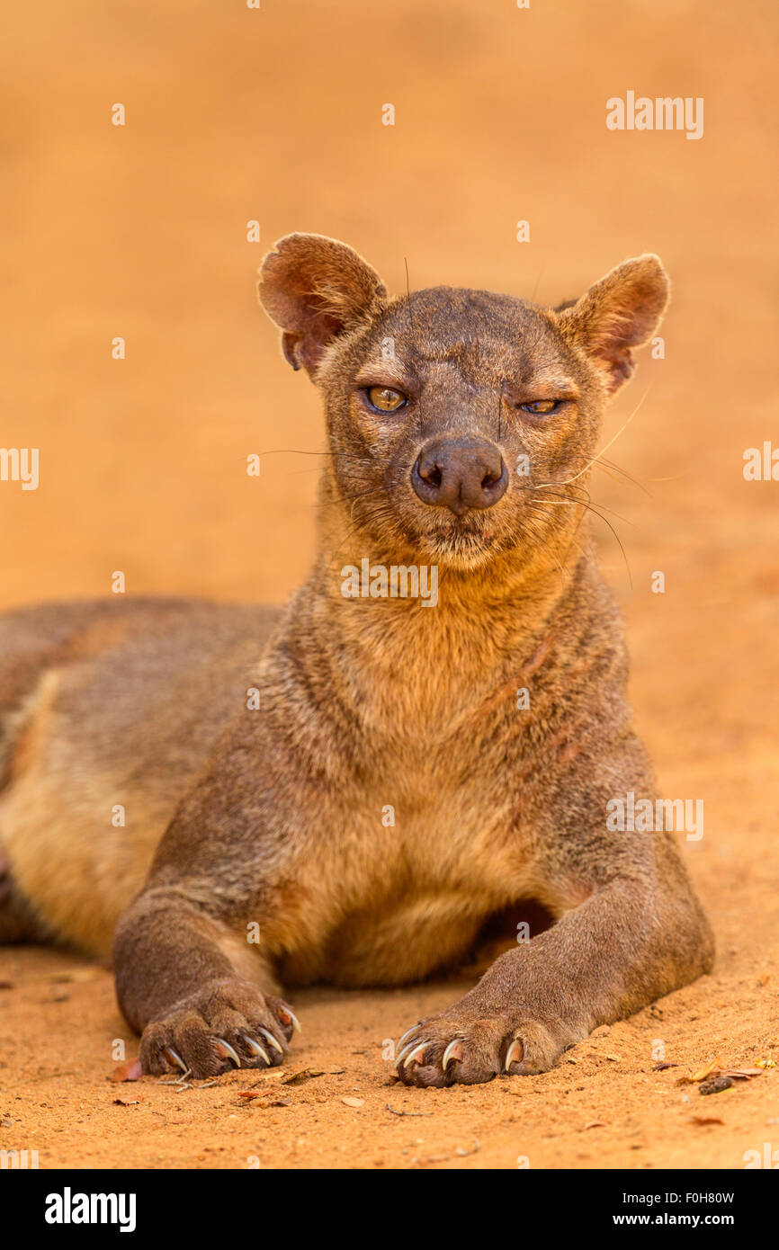 A portrait of a resting male fossa in Kirindy National Park, Madagascar. Stock Photo