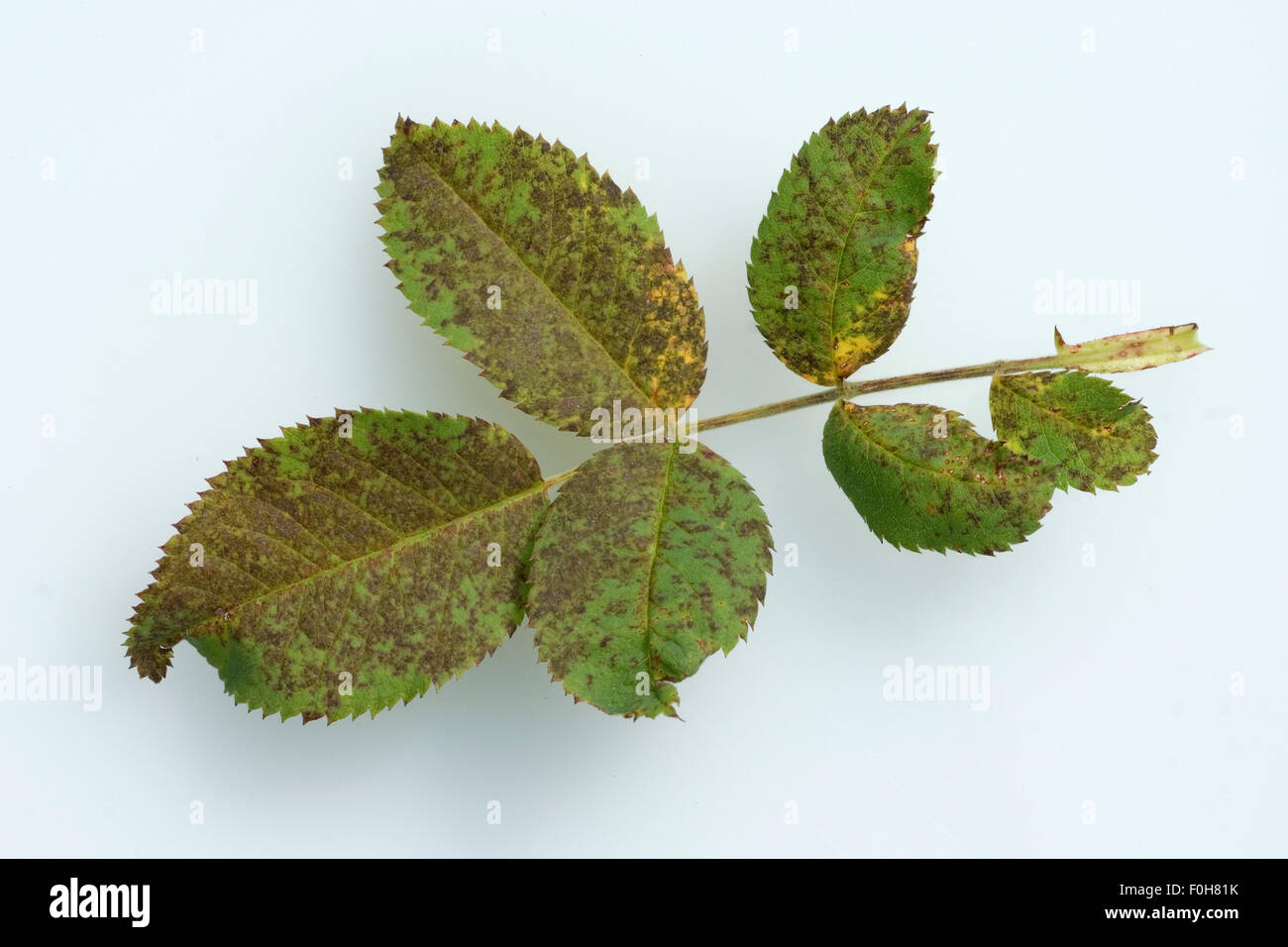 Rosenrost, Phragmidium Mucronatum, Rosenkrankheiten; Stock Photo