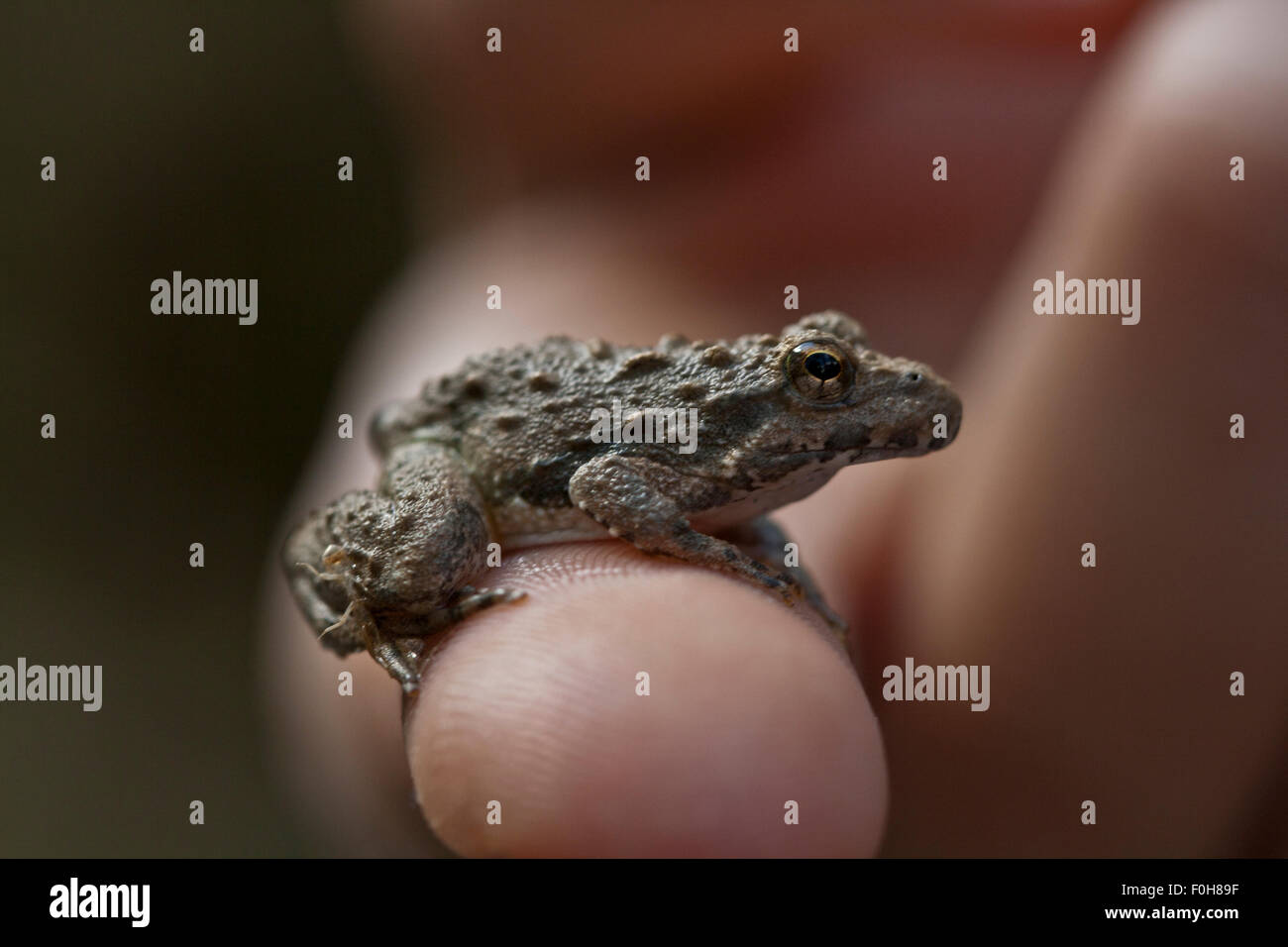 Found this tiny frog in a small pool of water.  He was less than a cm long. Stock Photo