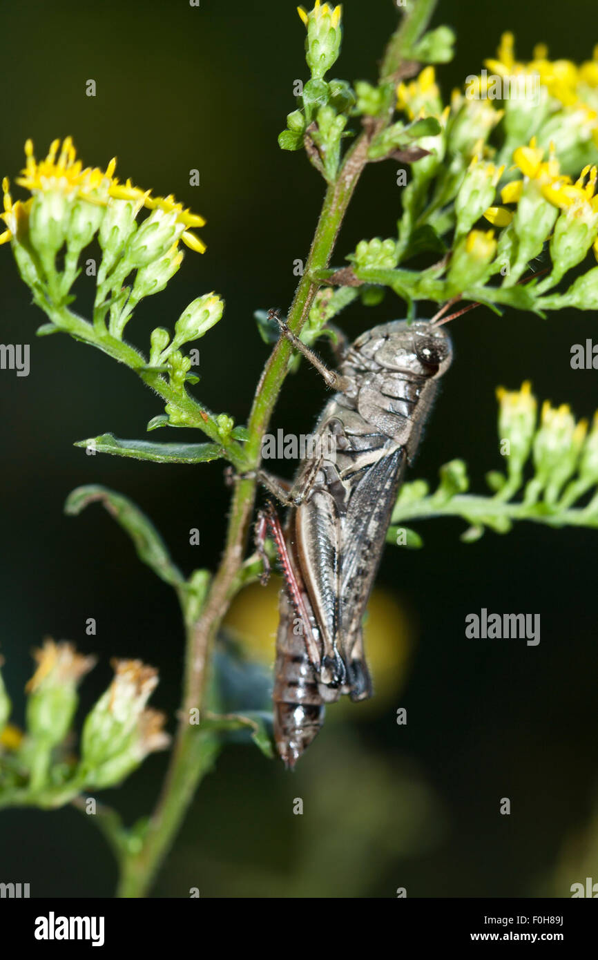 I caught this grasshopper just hanging around. Stock Photo