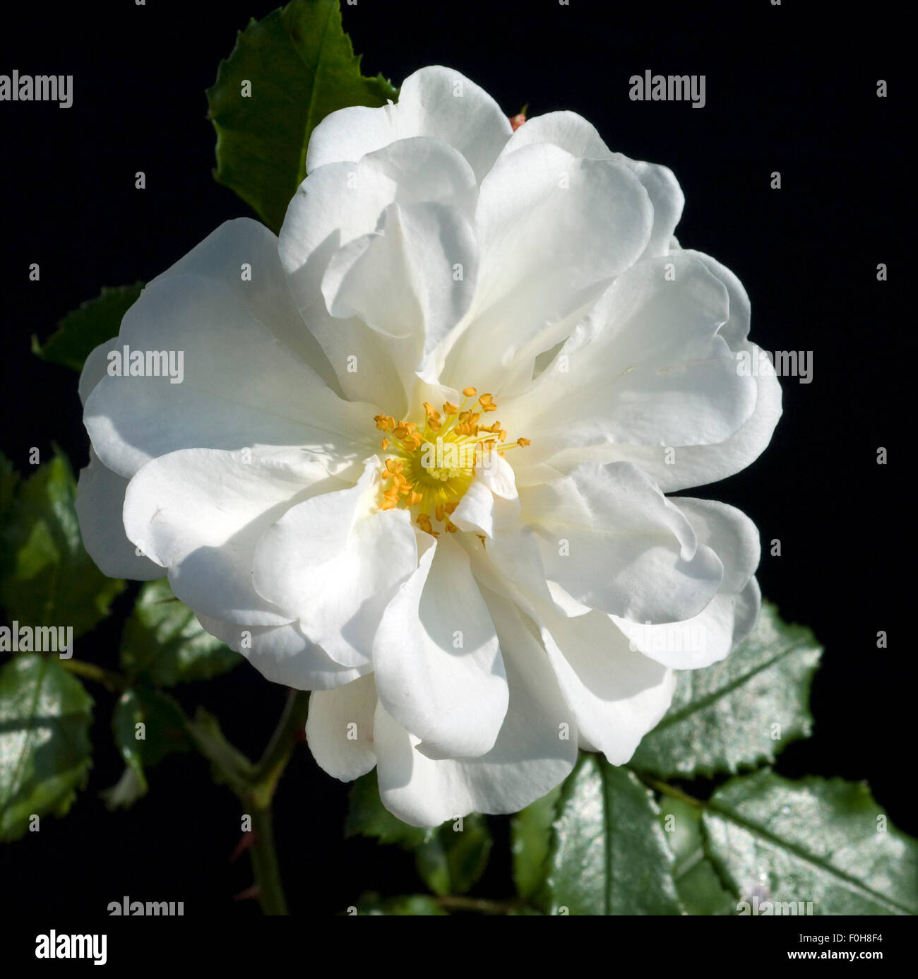 Weisse Rose, Strauchrose, Stock Photo