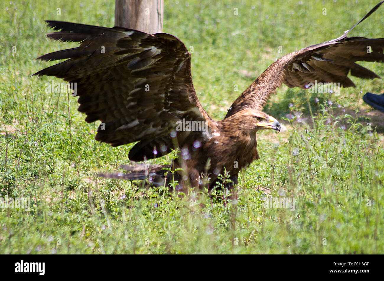 eagle wildlife rapacious animal Stock Photo