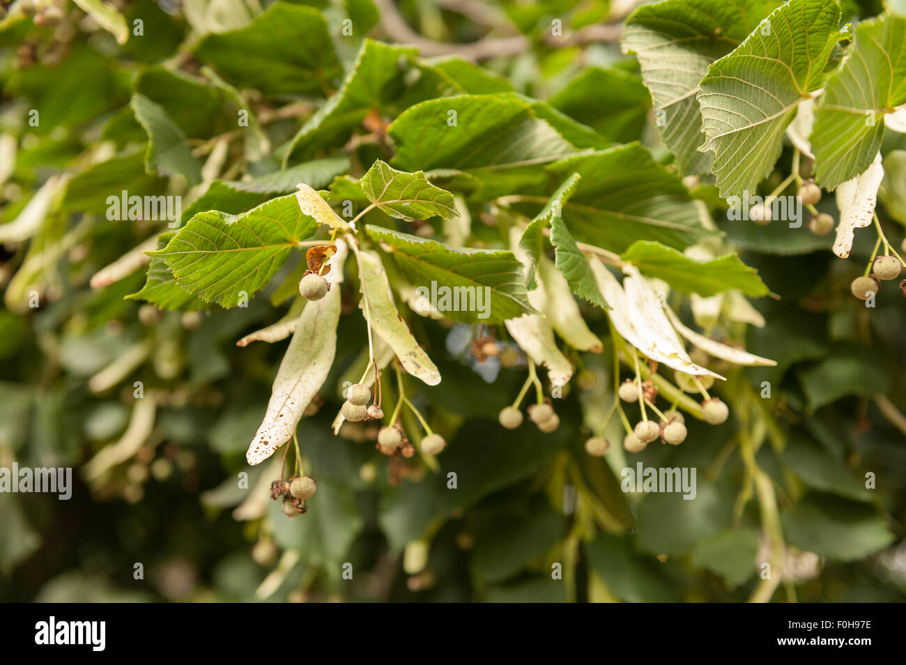 Developing seed cases of lime tree with single wing for wind dispersal best for strong gusty winds Stock Photo