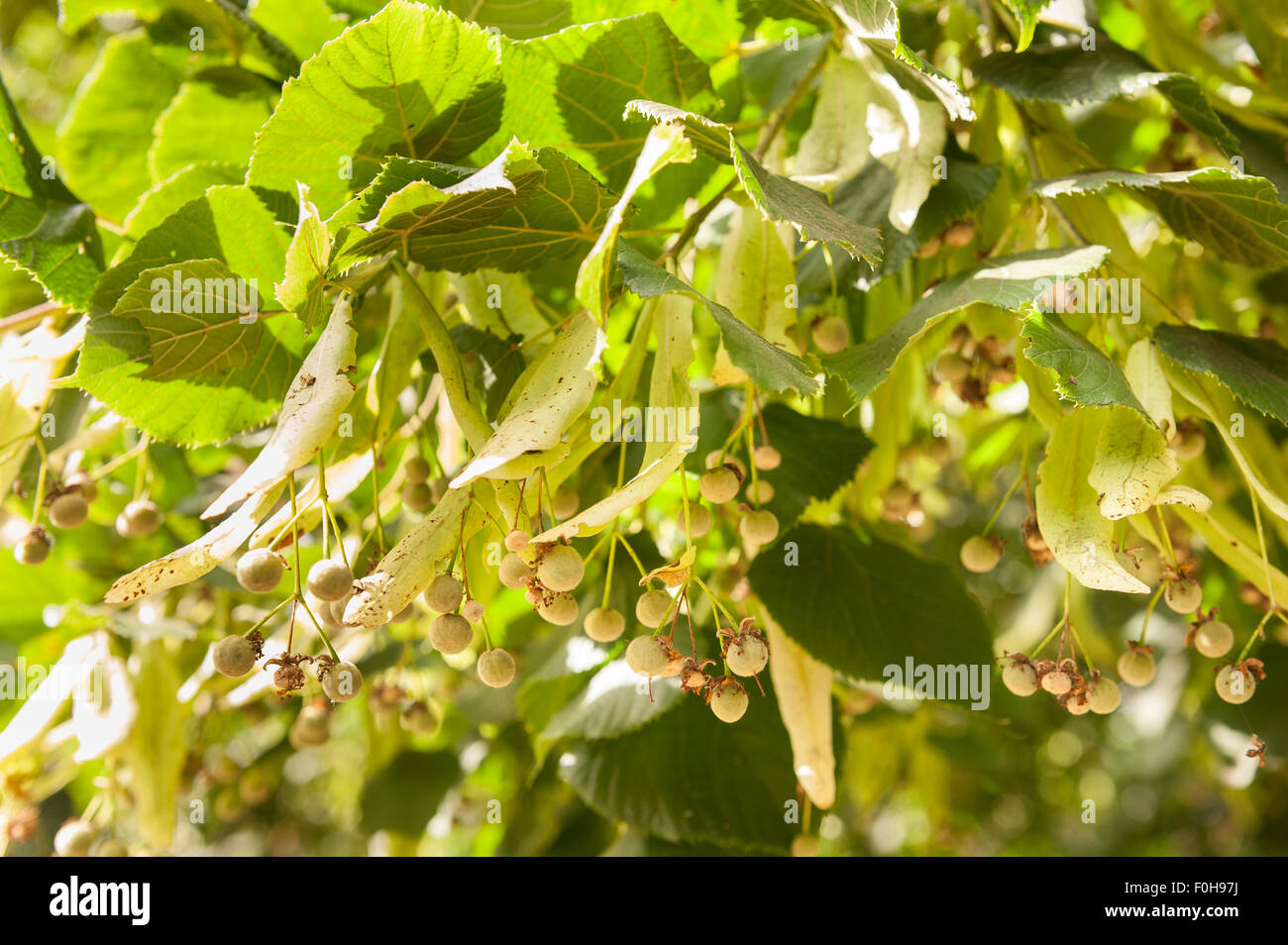 Developing seed cases of lime tree with single wing for wind dispersal best for strong gusty winds Stock Photo