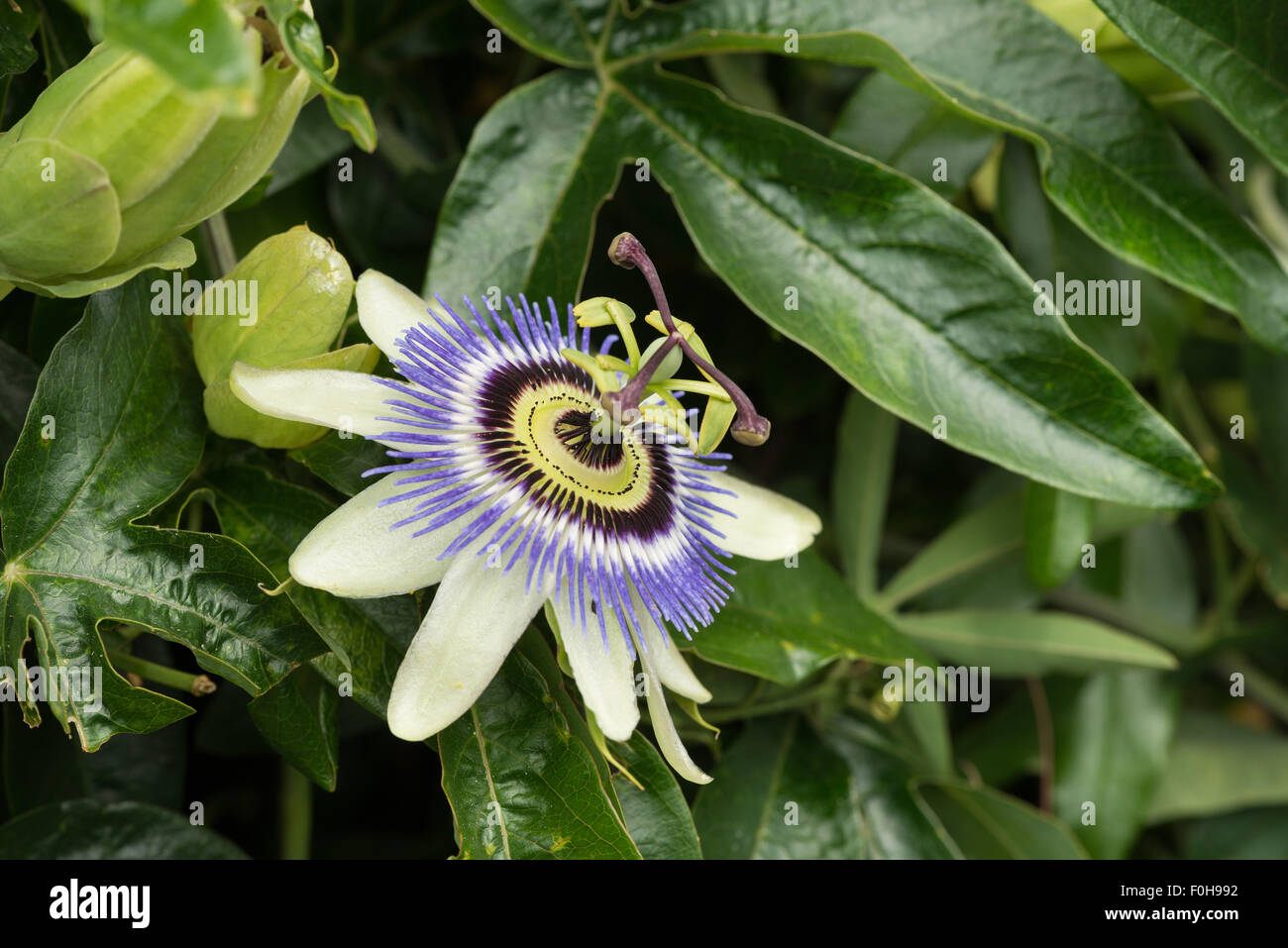 Attractive bloom of single blue common passion flower Passiflora caerulea Stock Photo