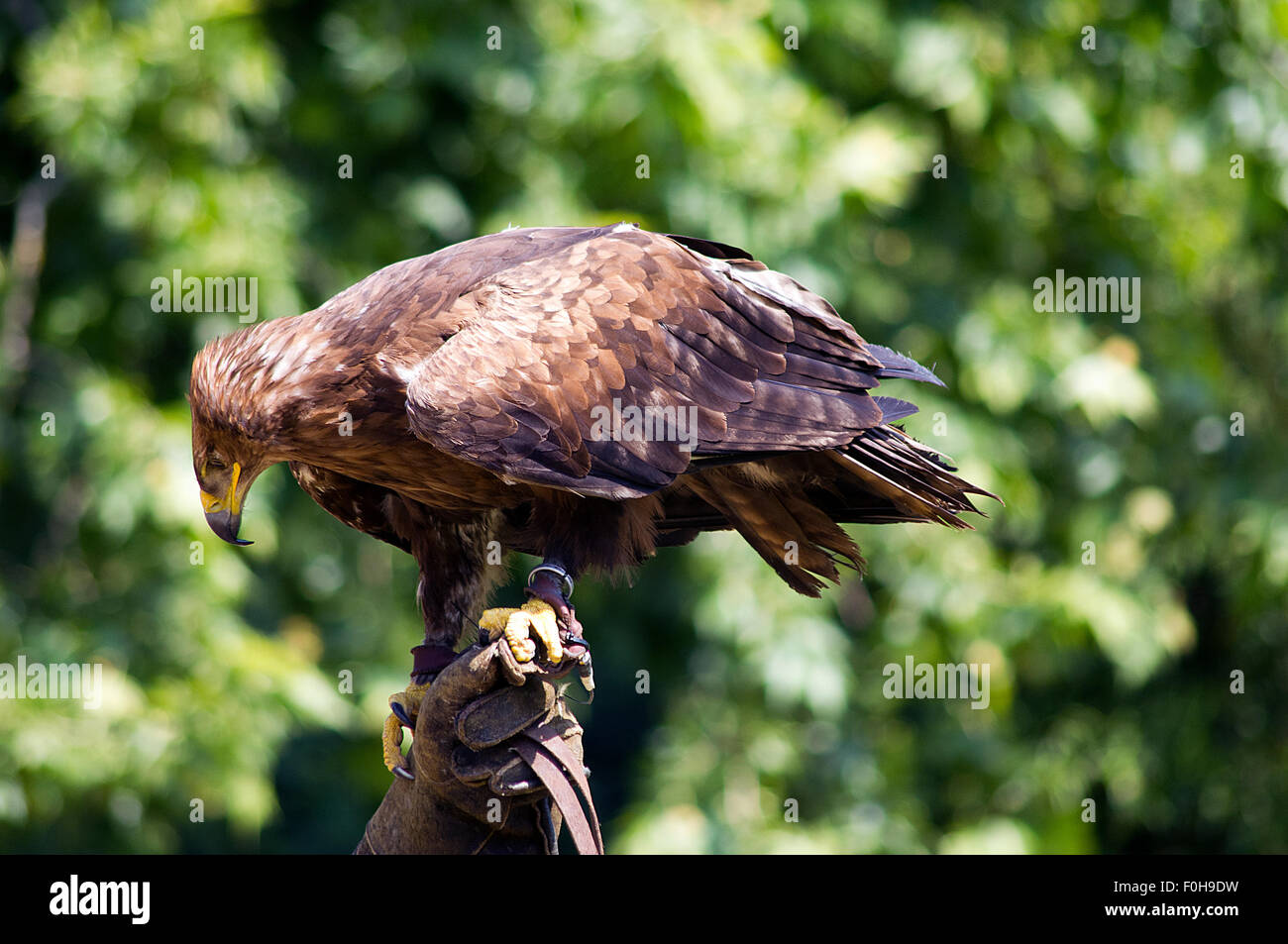 eagle wildlife rapacious animal Stock Photo