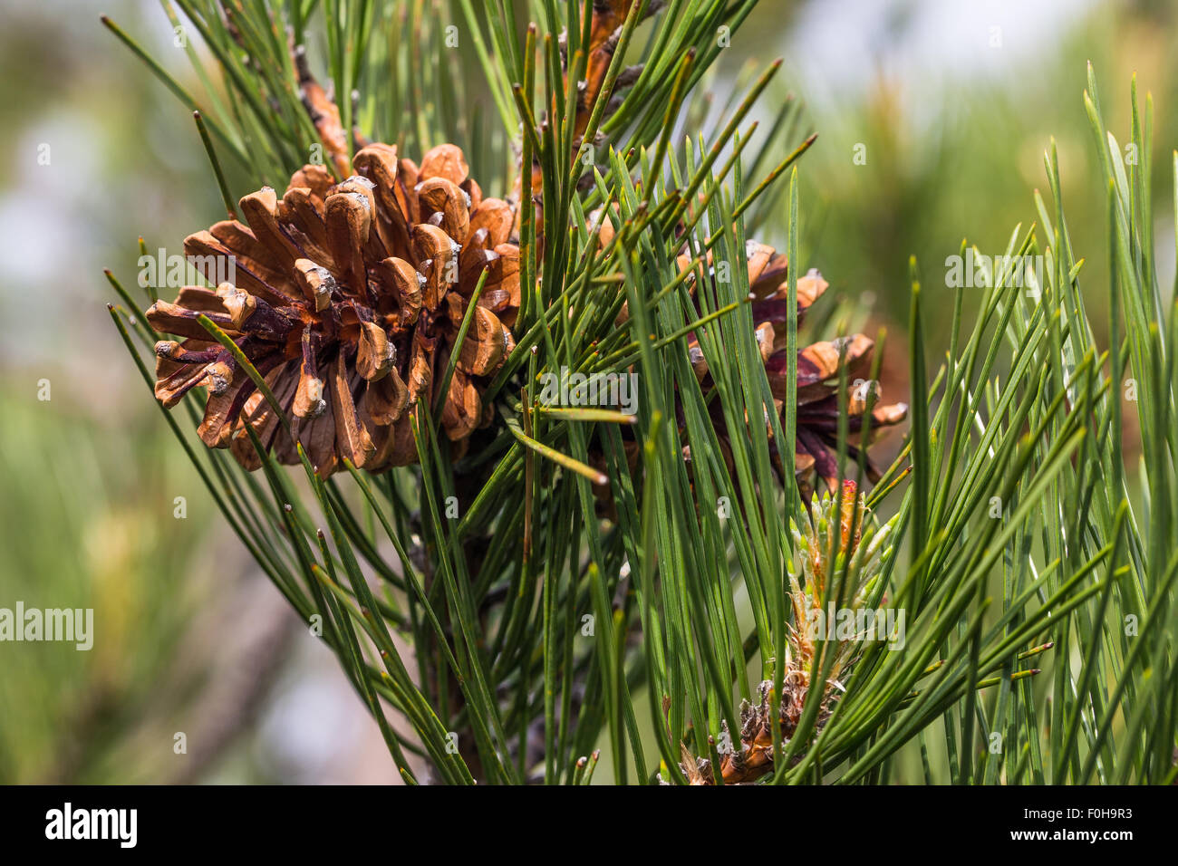 Pino laricio. Pinus nigra laricio. Black pine. Volcano Etna. Sicily, Italy, Europe. Stock Photo