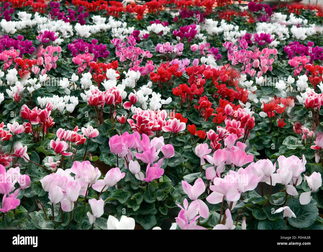 Alpenveilchen Cyclamen Stock Photo 86432971 Alamy