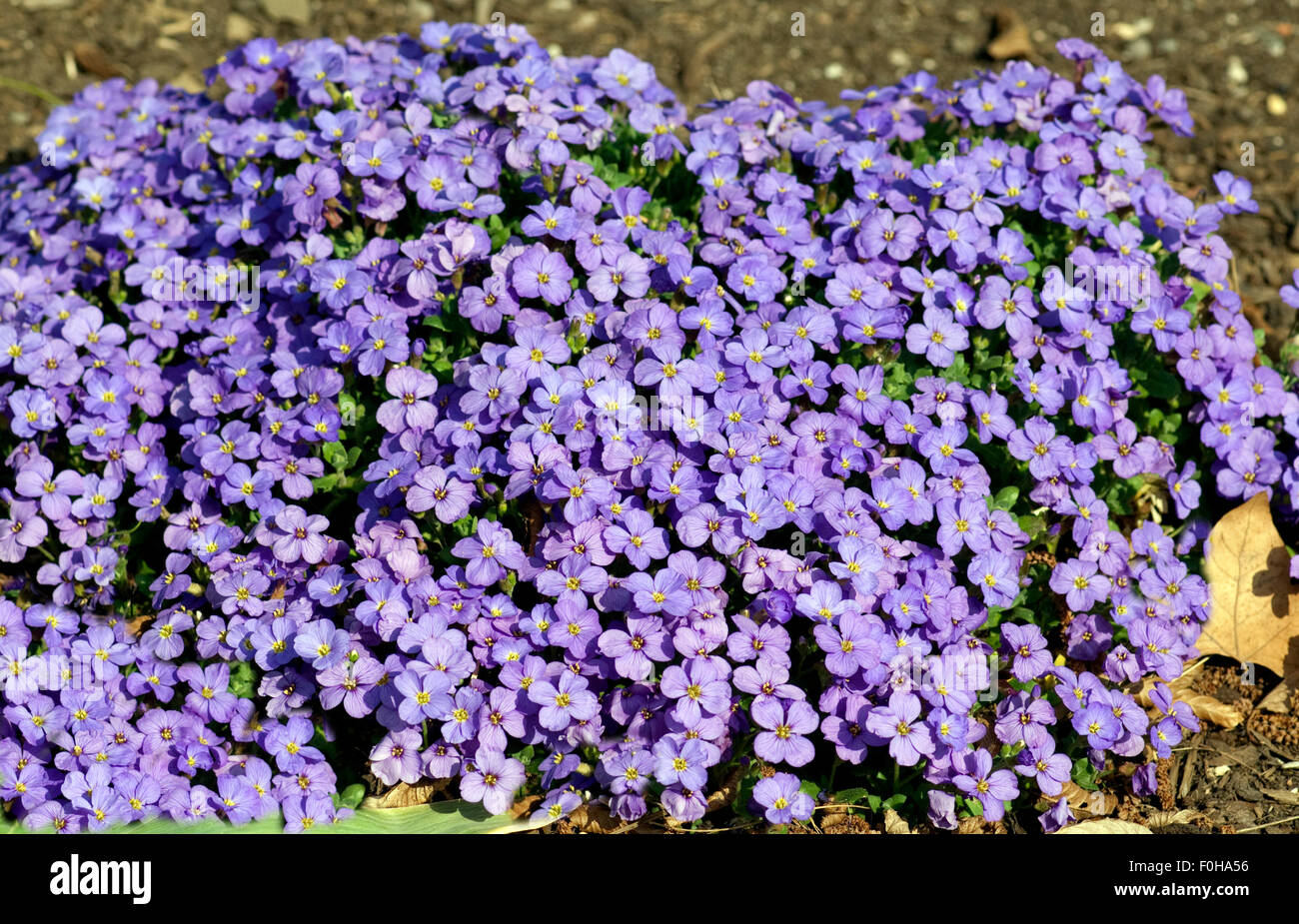 Sind Blaukissen Winterhart - Die Schonsten Blumenbilder