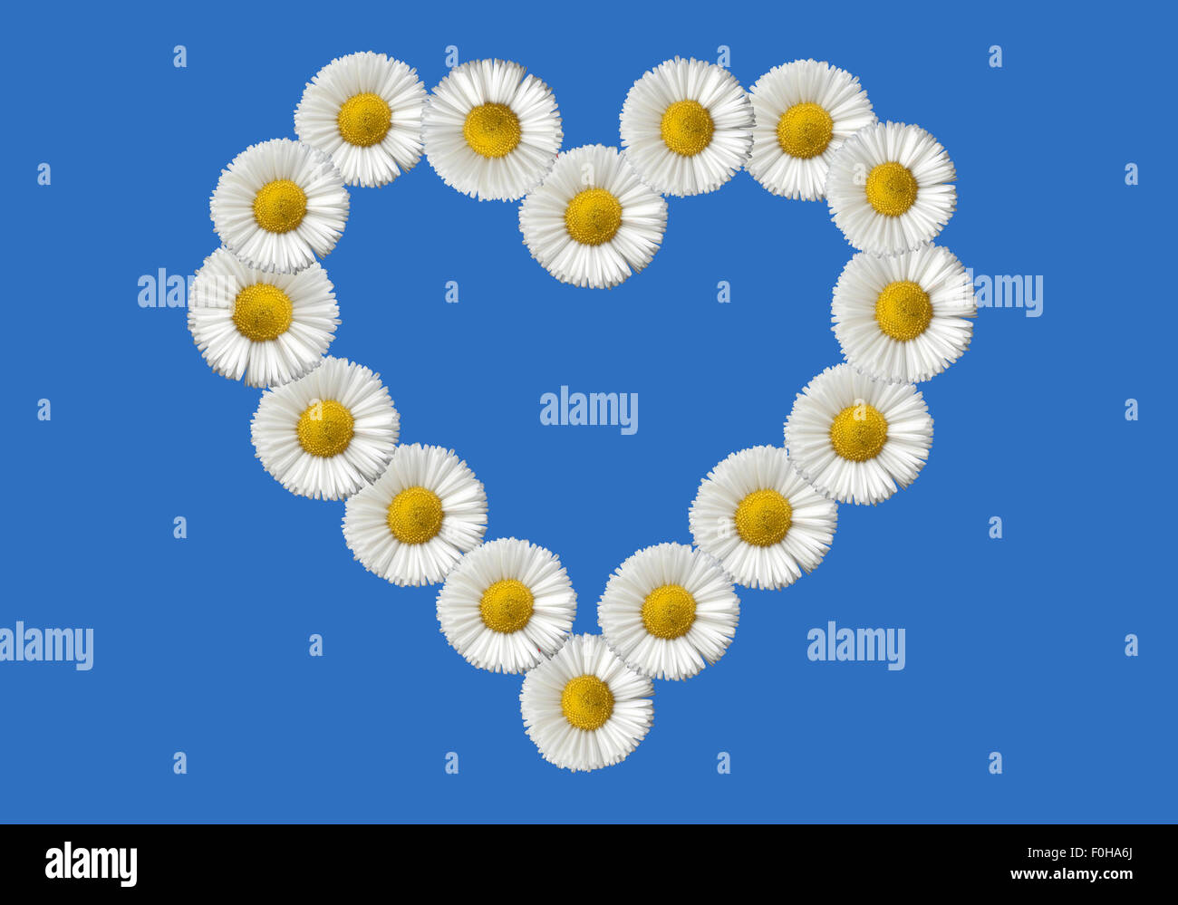 Blumenherz; Gaensebluemchen; Stock Photo