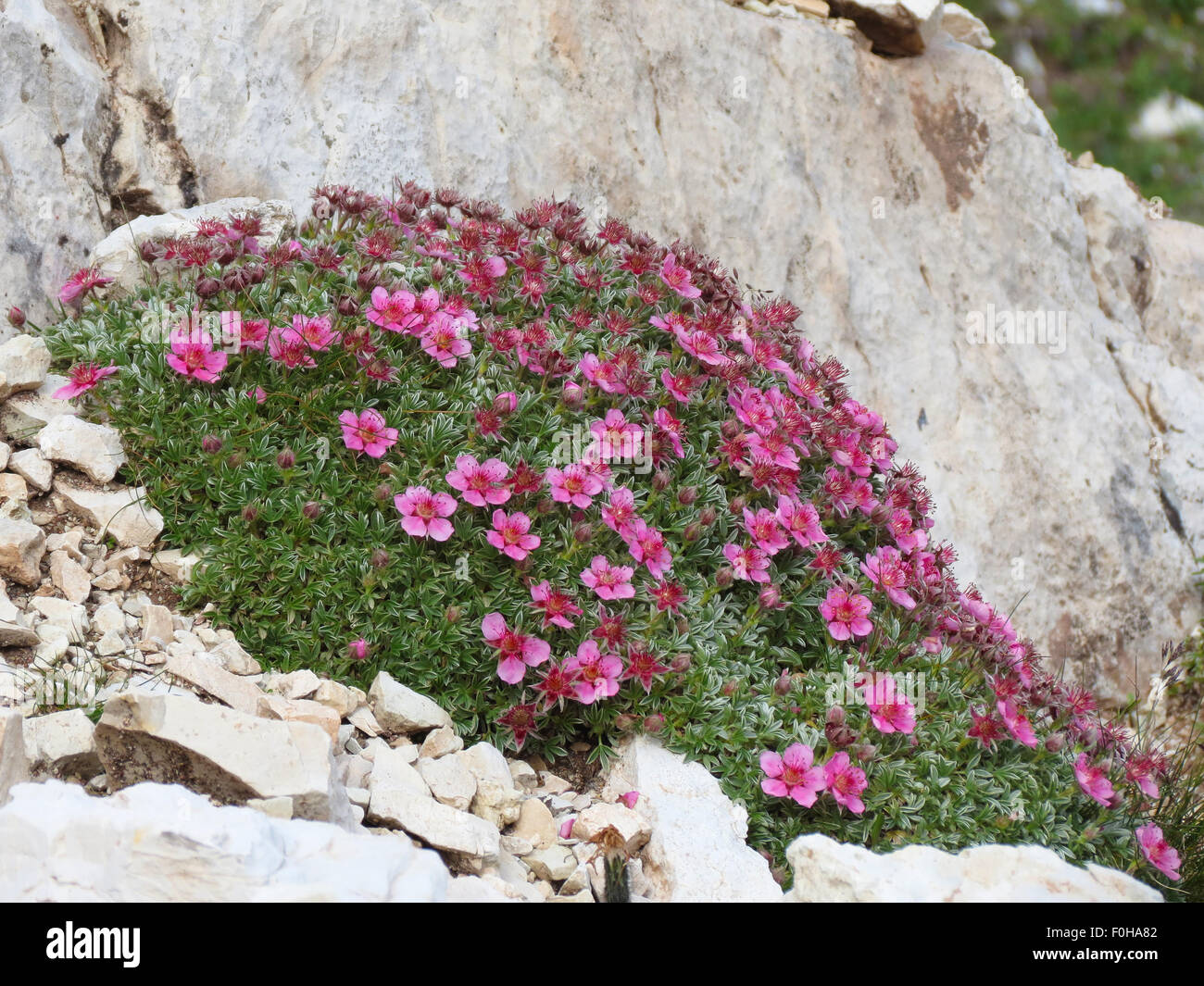 Potentilla nitida. Cinquefoglia delle Dolomiti. Alpine flowers in the Dolomites. Stock Photo